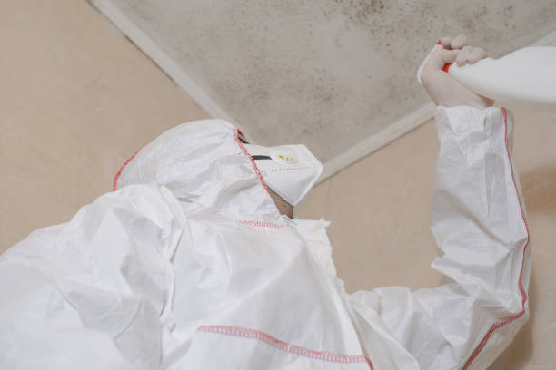 Office Mold Removal Services in Burnham, IL