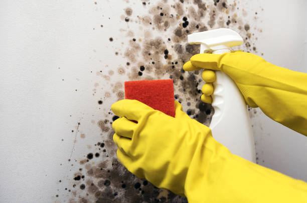 Professional Mold Removal in Burnham, IL